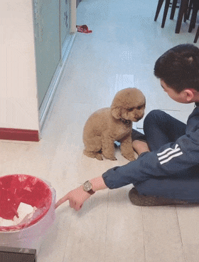 泰迪翻垃圾桶被教育,狗子爬进主人怀里撒娇,主人绷不