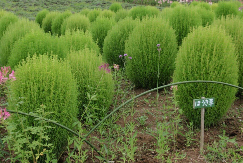 这种叫做"扫帚草"的植物,60年代用来做扫把,如今成观赏盆栽