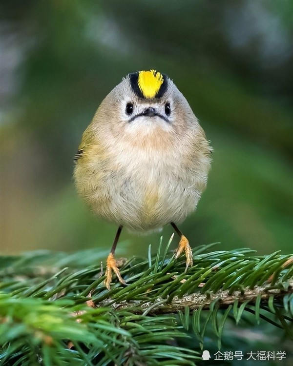 愤怒的小鸟,麻雀,大自然