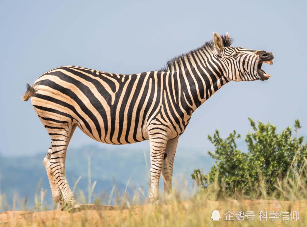 500年的斑马驯化史告诉我们,动物不是你想驯,想驯就能