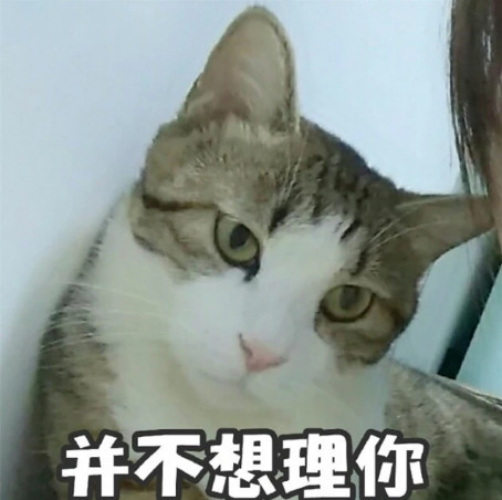 萌宠猫咪可爱表情包:作为一个靓仔 我习惯了孤独!