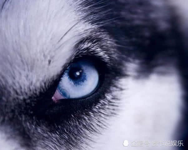 心理学:第一眼你认为哪只眼睛是狼眼?秒测你看人的眼光准不准!