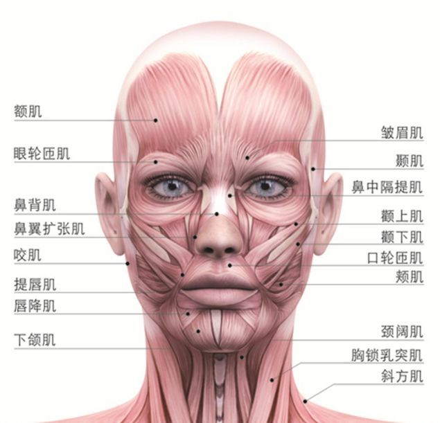 整容,肌肉,脸部按摩,按摩手法,小颜术