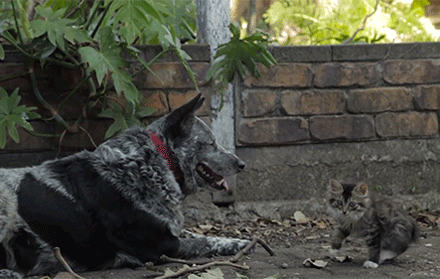 今日搞笑gif图片:问一下,关二爷的刀掉了有啥说法么