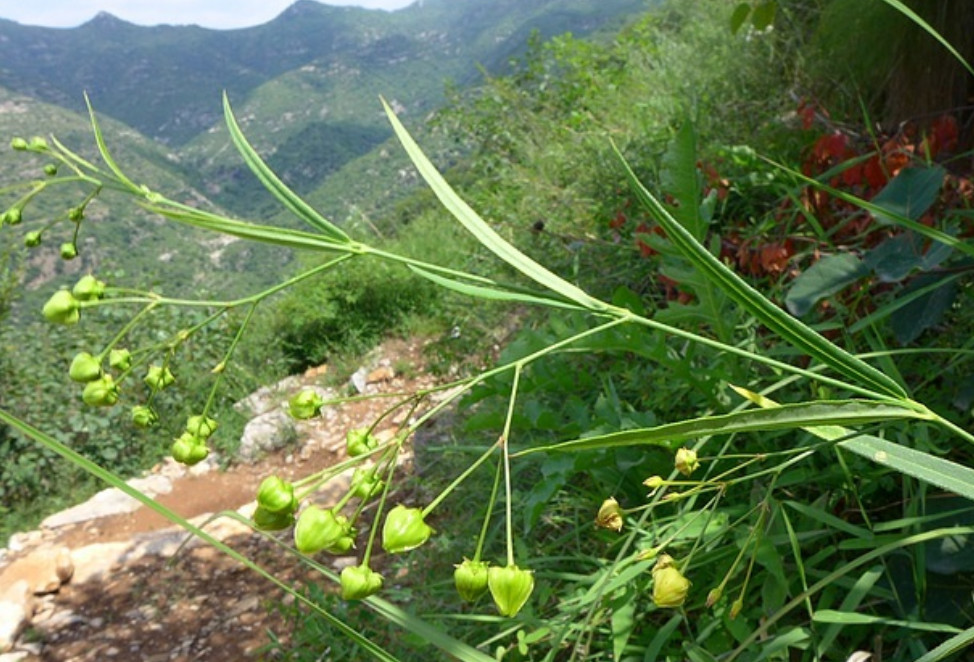 徐长卿,药材,农村,竹叶细辛,植物