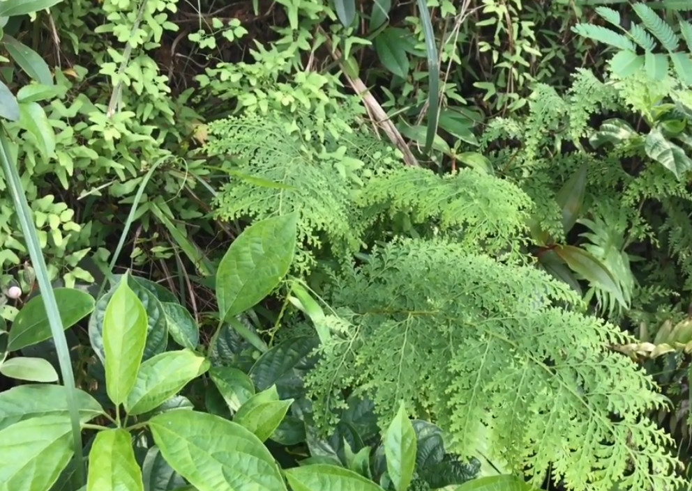 草药,止血,野草,药材,农村