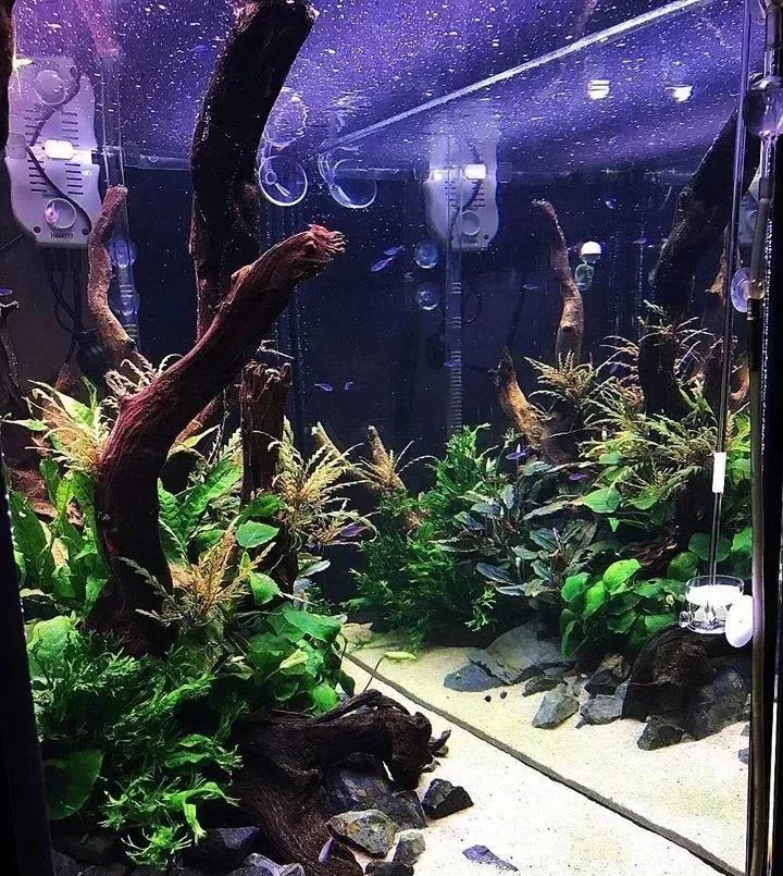 水草缸和七彩神仙鱼的神仙搭配