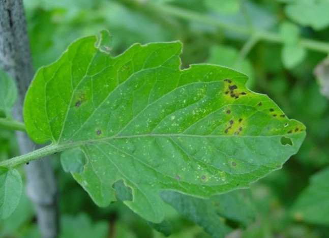 农管家知识小课堂——番茄细菌性斑疹病 危害症状 为害叶片,茎,果实