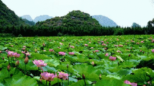 壁纸 花 桌面 500_278 gif 动态图 动图