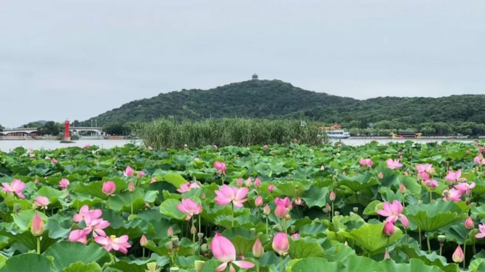 荷花,滨湖区,公园,藕花深处,梁鸿湿地公园,栈道,环湖路,水景,管社山庄