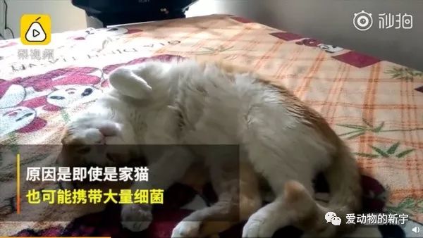 猫奴,医生,弓形虫,和猫睡觉
