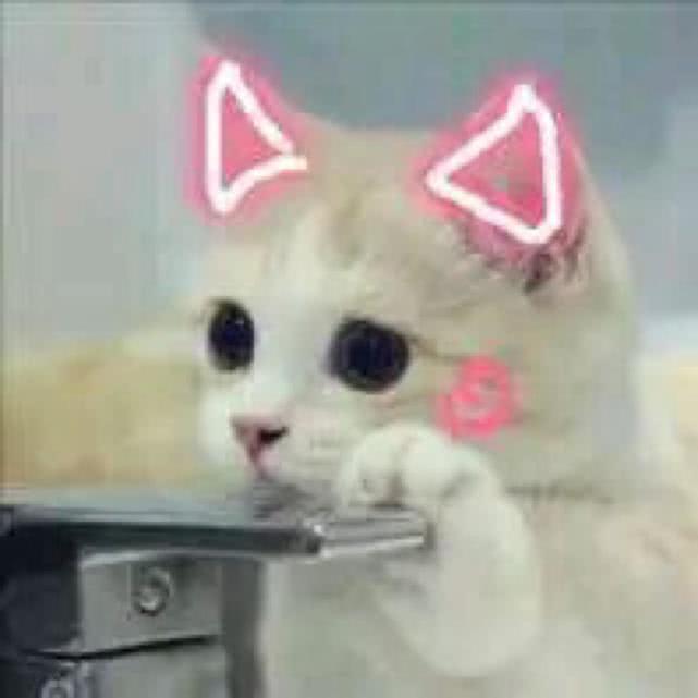 萌宠猫咪搞笑表情包:老公,要抱抱!