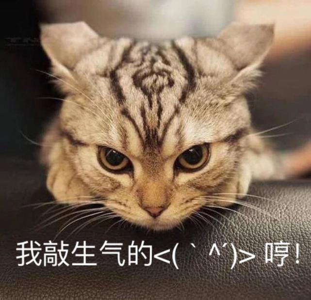 萌宠猫咪搞笑表情包:老公,要抱抱!