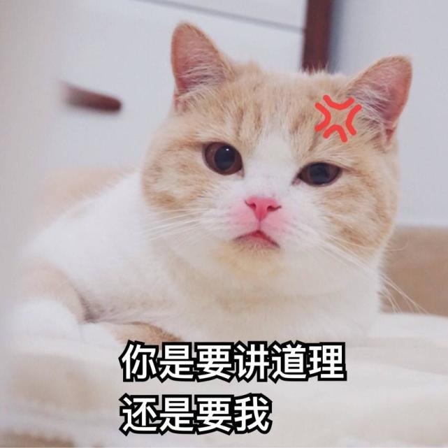 萌宠猫咪搞笑表情包:弱小,可怜,又无助!