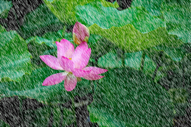 在雨中 荷花仙子傲然挺立 引无数影友竞折腰 临沂这场