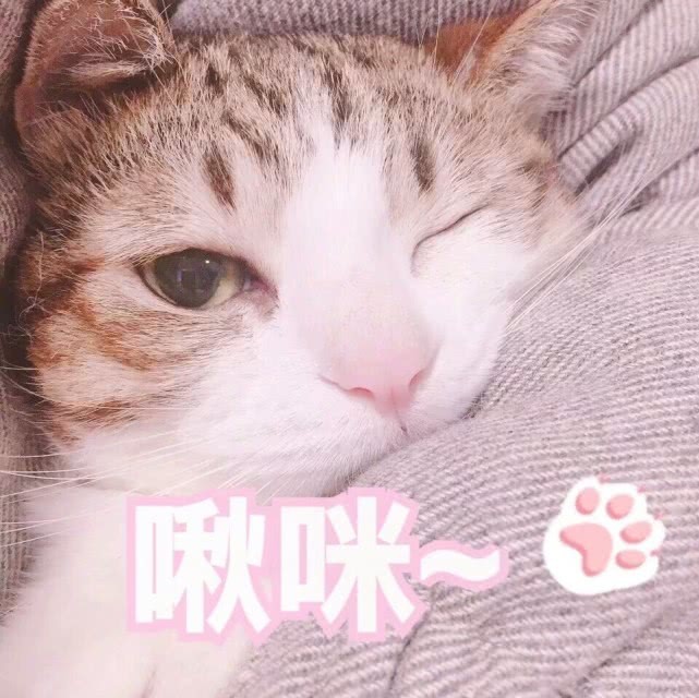 萌宠猫咪搞笑表情包:大哥,快来!荡秋千啊!