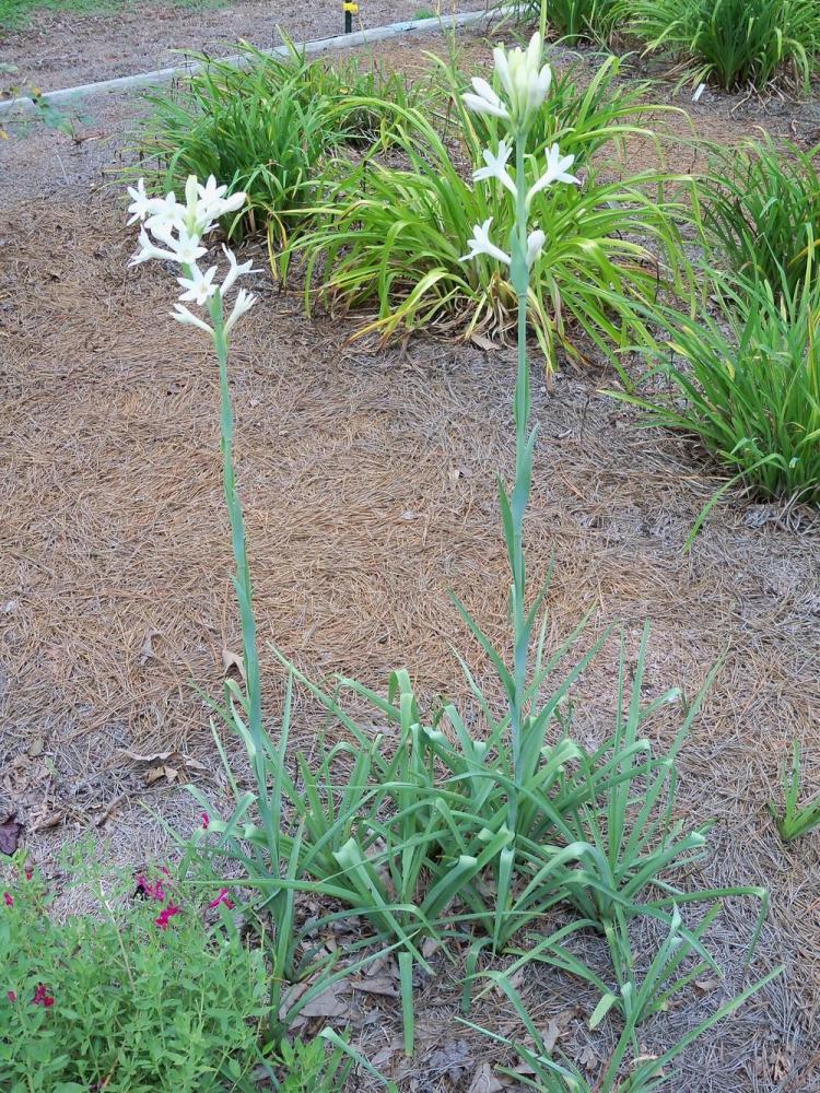 适合用鳞茎养护的晚香玉,花朵可以开一米多高,还带有迷人香味