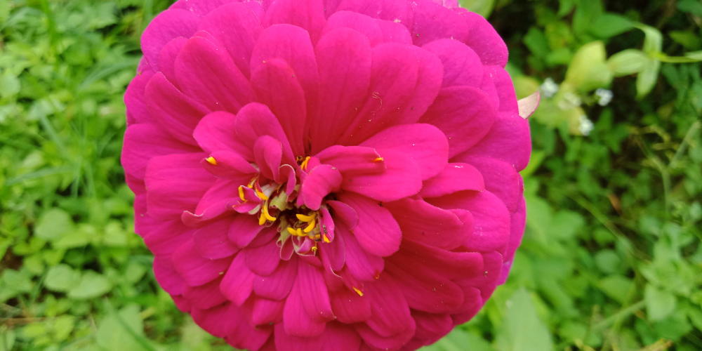 百花争艳,正是赏花的季节,你知道百日菊的花语吗