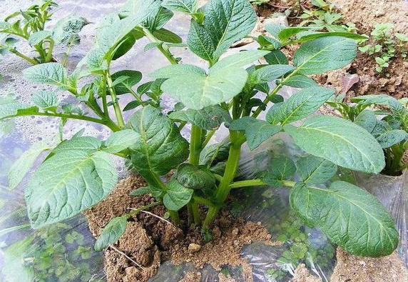 马铃薯,肥料,浇水,植株,种植业