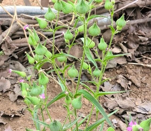 这菜曾是穷人"救命草"现却成了杂草没人要,殊不知药用