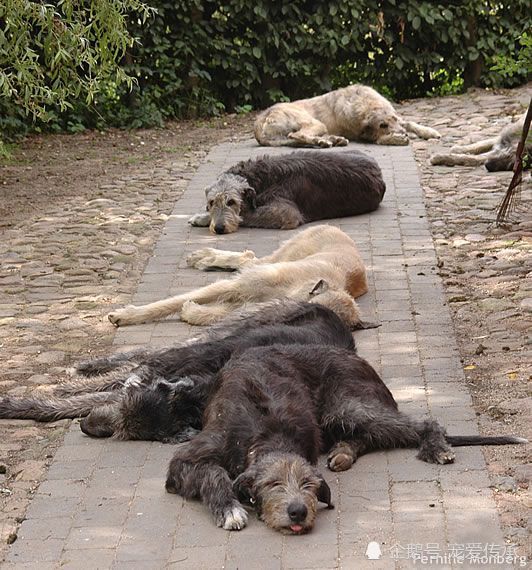 爱尔兰猎狼犬,猛犬,库达犬,坎高犬,西班牙獒犬,阿富汗猎犬