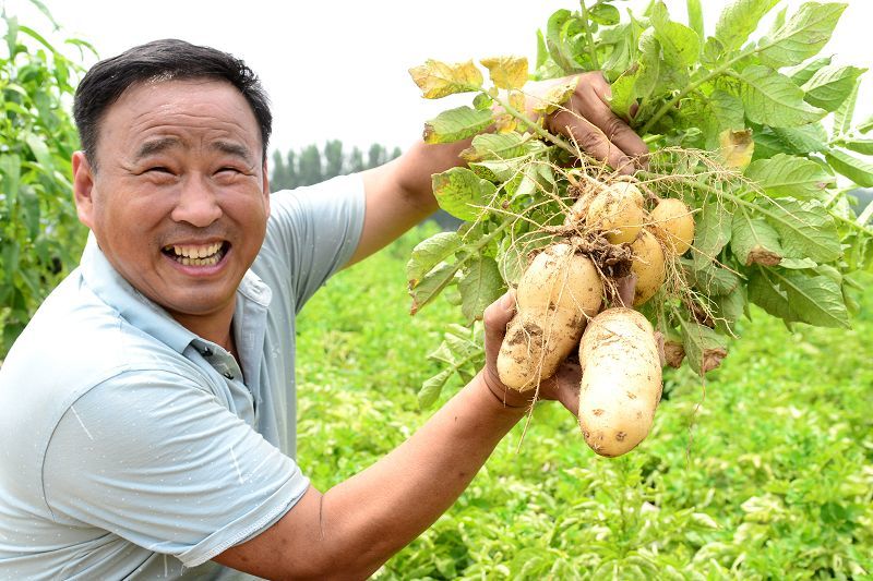 2019年6月15日,山东省茌平县金果蓝农业合作社土豆收获现场.