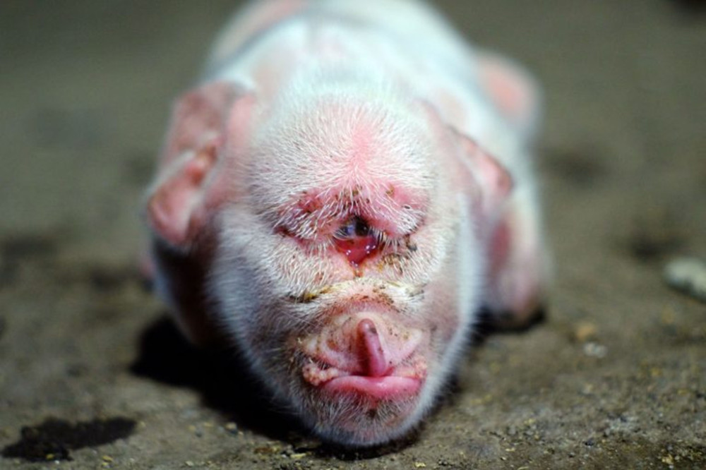 一只"独眼"猪仔,在印尼小村庄引发恐慌,专家给出科学解释