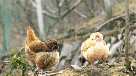 动物 鸡 459_257 gif 动态图 动图