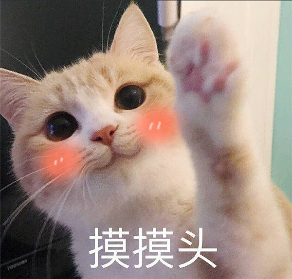 "软萌 可爱"猫咪表情包:你那么凶干嘛,我也很怂的啊!