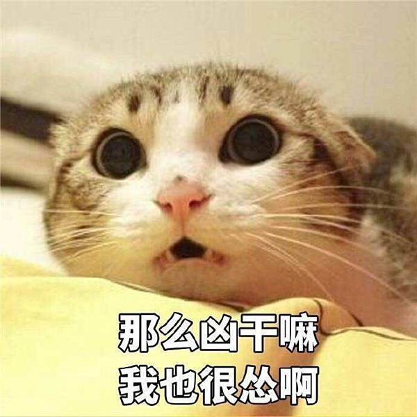 "软萌 可爱"猫咪表情包:你那么凶干嘛,我也很怂的啊!