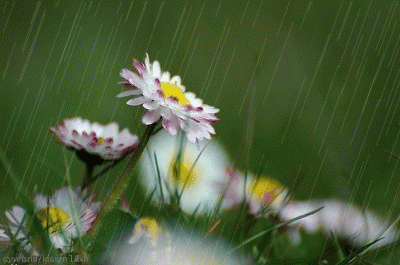 知否知否,应是小雨送清凉