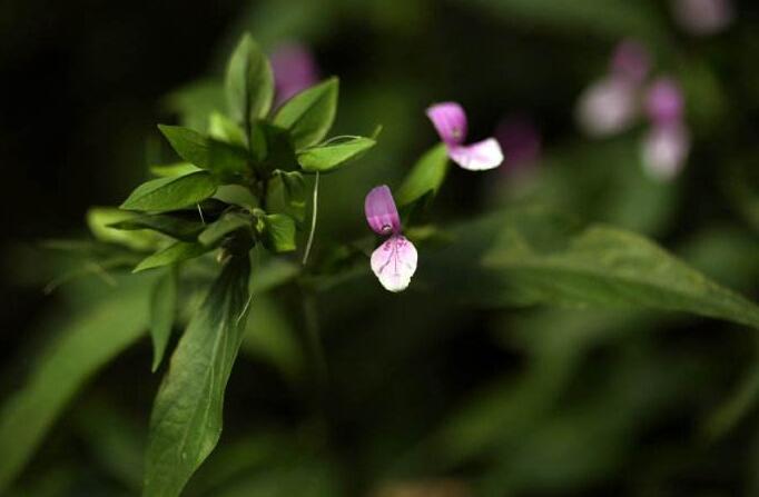 这植物人称"金钗草",北方特别稀少,若遇见,请记得保护