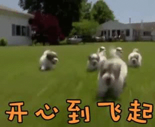 杭州再添公共遛犬区,狗狗也有自己的户外游乐园
