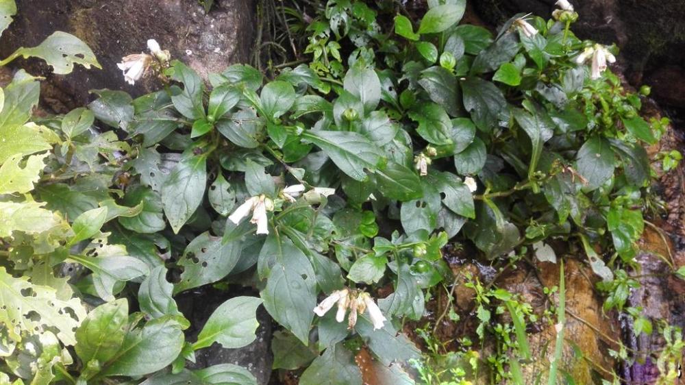 野草,农村,植物,蛇咬伤,降龙草