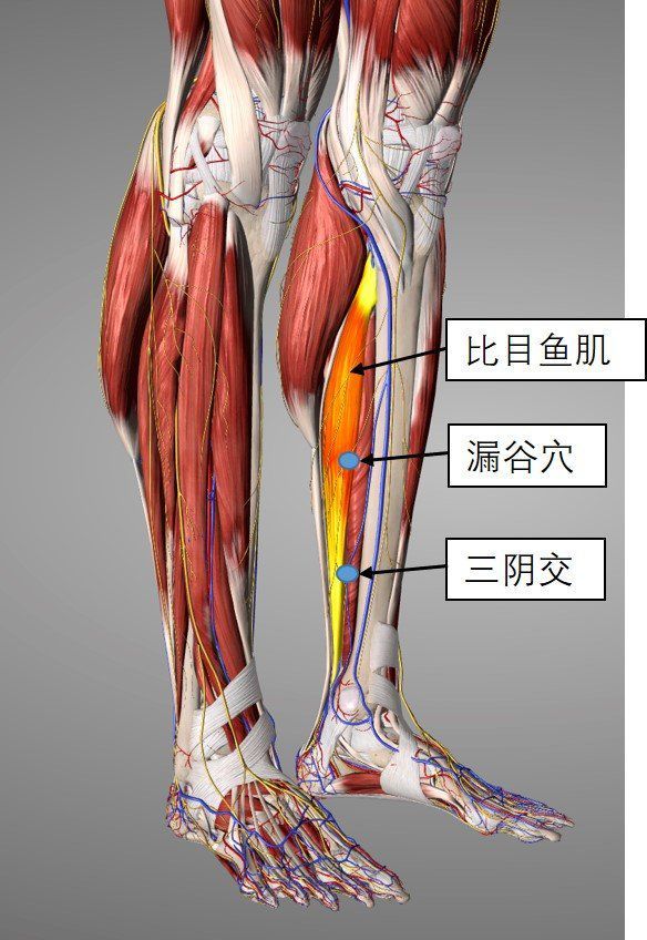 这要说说途经此穴的恰有下肢重要的静脉——大隐静脉,其走行路径与足