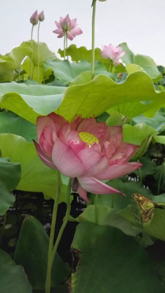 荷花,江南,温庭筠