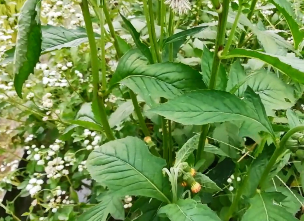 野草,野茼蒿,治感冒,止血,草药