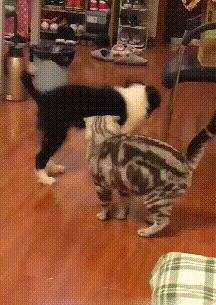 边牧和猫咪打架,惨遭猫咪抱摔,网友:内蒙猫咪