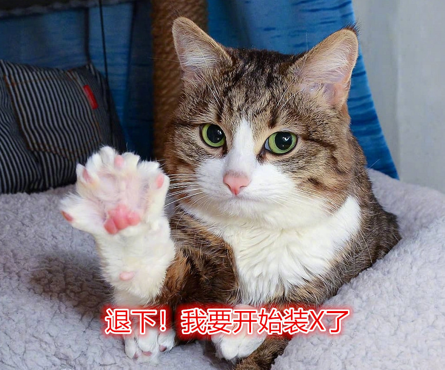折翼的天使也是天使 网红猫乐观面对残疾 感动猫奴网友 看点快报
