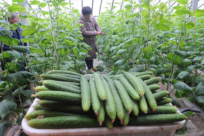 这4种蔬菜现在种,秋天收获一箩筐