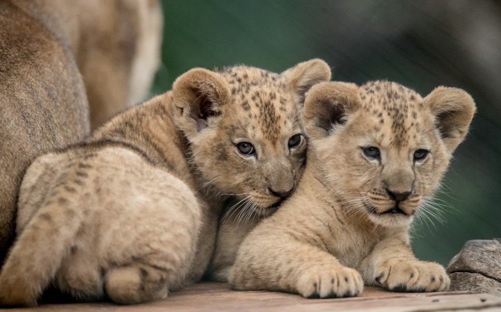 一只巴巴利狮子,和她的两个月大的幼崽,这幼崽不要太可爱