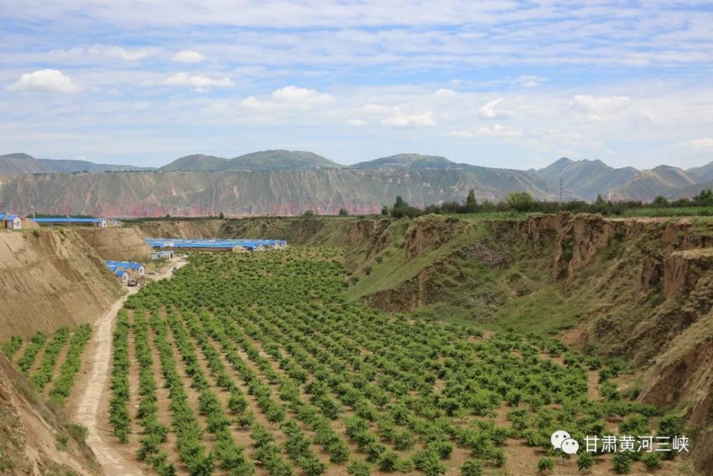 三塬镇现代农业综合示范园区(永靖县富景种植农民专业合作社)位于三塬