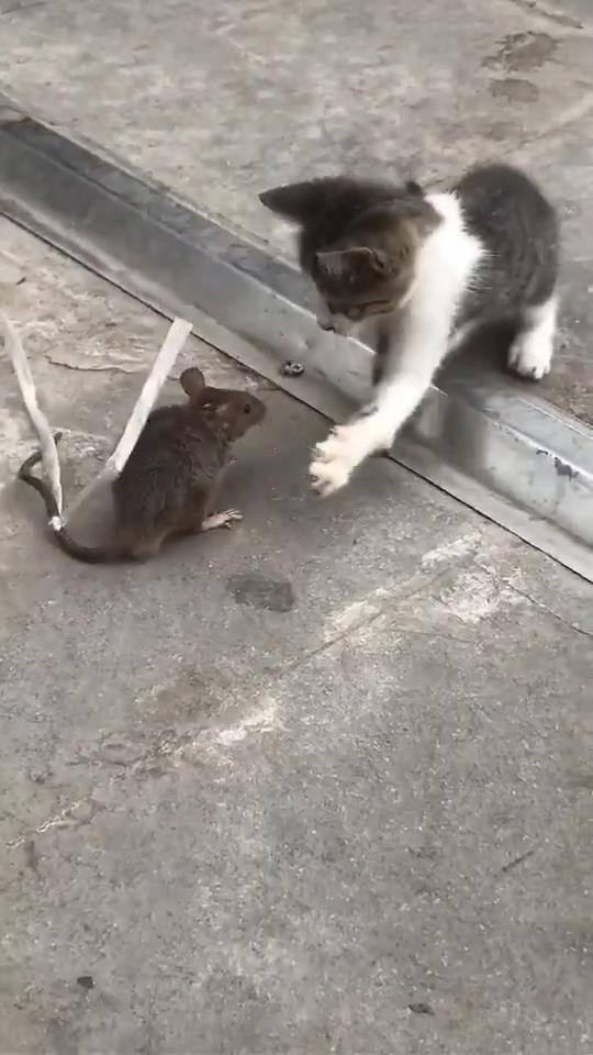 老鼠站在猫面前,对着猫挥舞着爪子,猫胆小不敢上,网友:啥情况