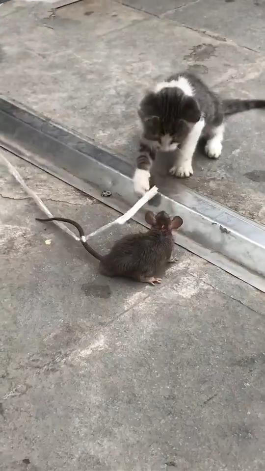 老鼠,猫,宠物,动物,搞笑