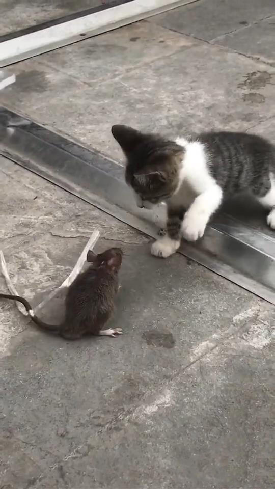 老鼠站在猫面前,对着猫挥舞着爪子,猫胆小不敢上,网友:啥情况