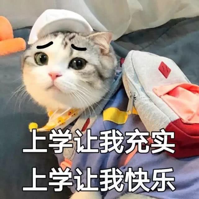 六月火了"萌宠"表情包:上学使我充实,上学使我快乐