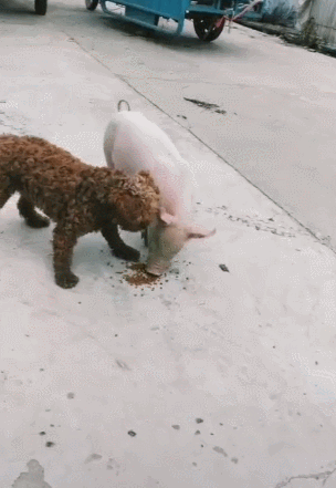 小猪猪跟泰迪狗抢狗粮,网友:猪八戒pk哮天犬