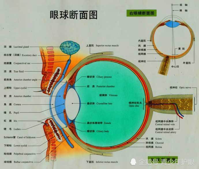 孩子,视力,眼睛发育,眼部反射,注视