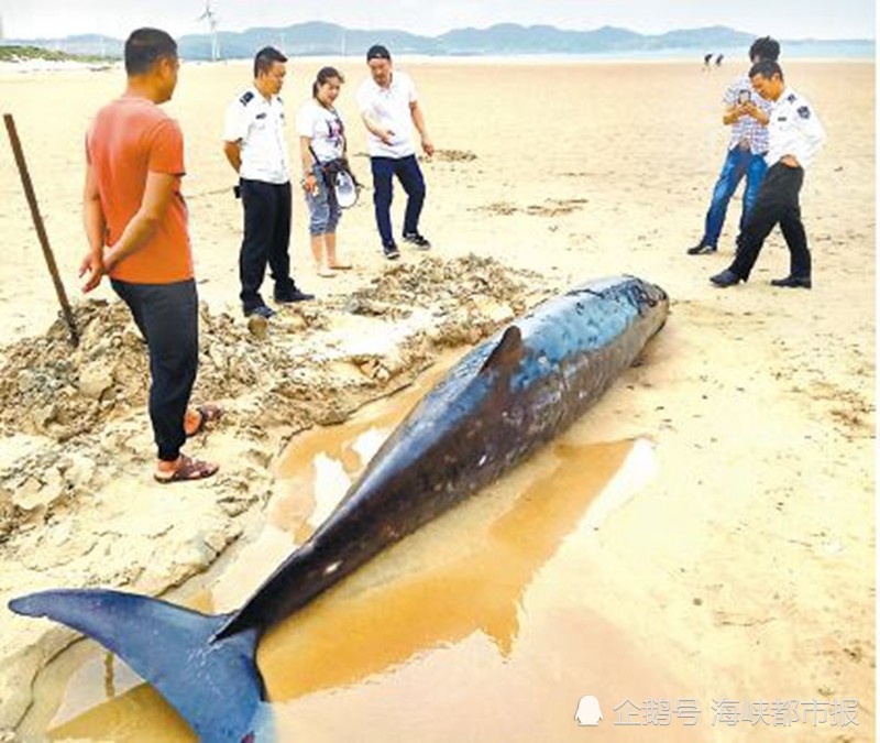 4米黑色"大鱼"现沙滩