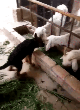 德牧在羊场管理羊群,吃饭时挨个儿检查,狗:我为这个家